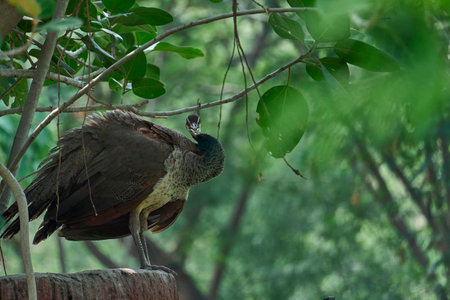 A peacock without it's beautiful and colorful wingsの写真素材