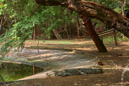 A crocodile is relaxing on the ground near a pondの写真素材