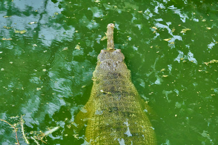 A gharial is swimming in green waterの写真素材
