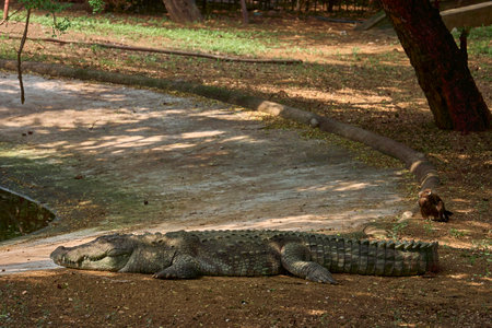 A crocodile is relaxing on the ground near a pondの写真素材