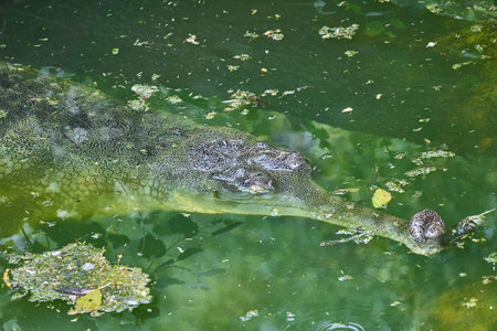 A gharial is swimming in green water