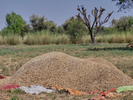 A heap of hay in a fieldの写真素材