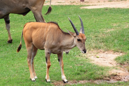 Young gazelle の写真素材
