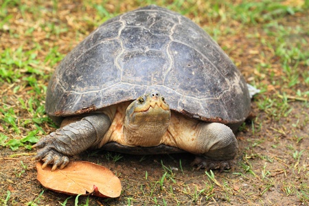 Turtle 