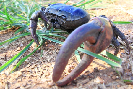Crabの写真素材