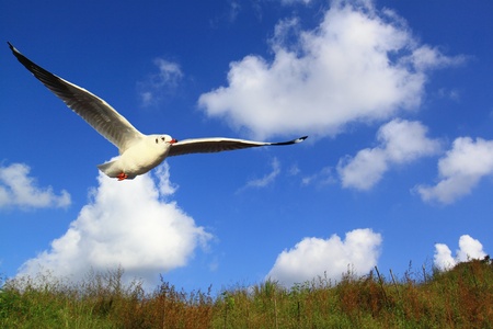 Seagull posingの写真素材