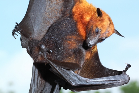 Flying Foxの写真素材