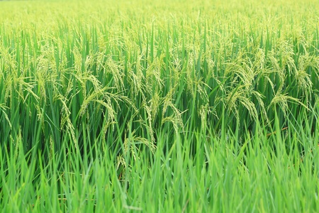 Rice in the farmの写真素材