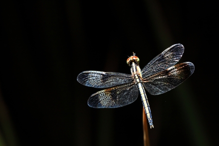 Dragonfly on dark backgroundの写真素材