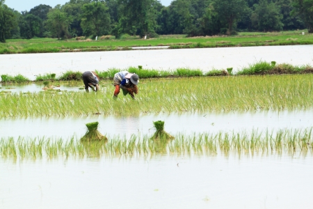 Farmers are planting rice in the fieldの写真素材