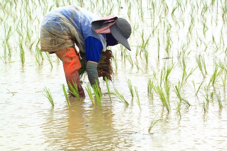 Farmer planting rice paddyの写真素材