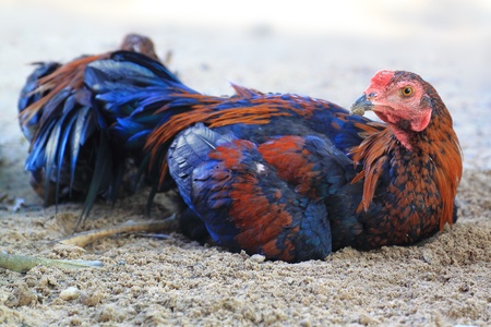Roosterの写真素材