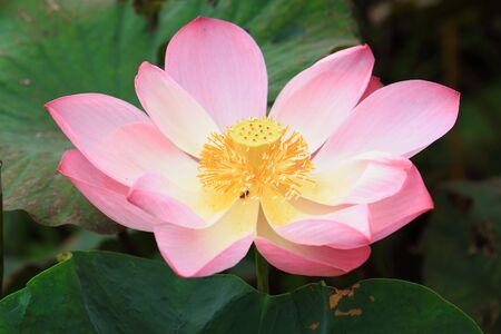 Blooming lotus flowerの写真素材