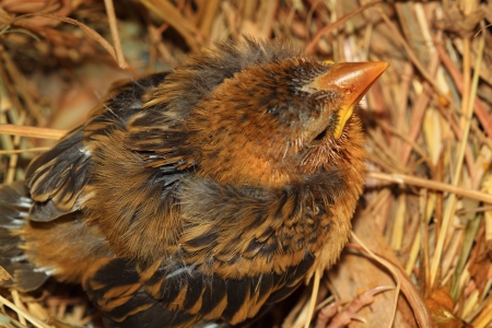 Sparrow on nestの写真素材