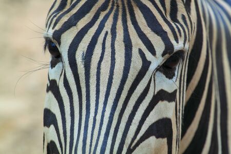 The eye of zebraの写真素材