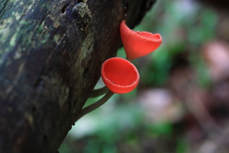 Pink burn cupの写真素材