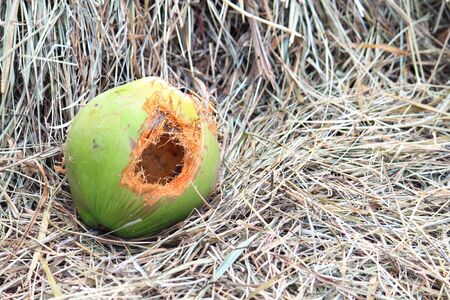 Coconut being drilledの写真素材