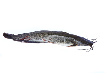 Catfish on white background の写真素材