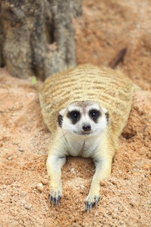 Meerkat lookingの写真素材