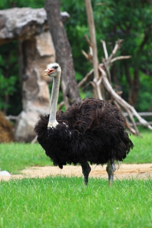 Ostrich の写真素材