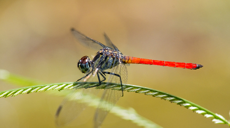 Dragon Flyの写真素材