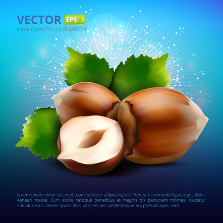 Vector hazelnuts with leaves on colorful background. Realistic vector illustration.のイラスト素材