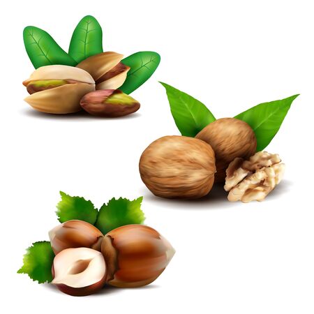 Vector set of realistic nuts with leaves.のイラスト素材