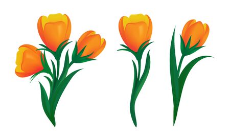 Set of blooming orange tulips with green leaves in different shapes. Vector illustration of spring flowers isolated on white background. Can be used for web banners design or other advertising layoutsのイラスト素材