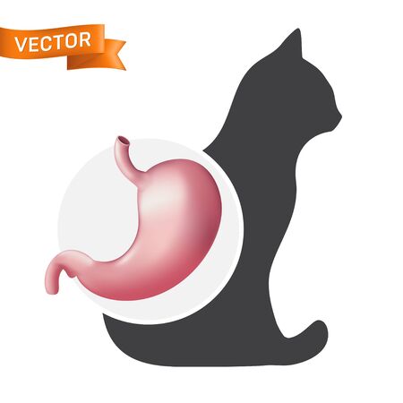 Realistic stomach organ on the cat animal silhouette. Digestive system vector icon of domestic pet isolated on white backgroundのイラスト素材