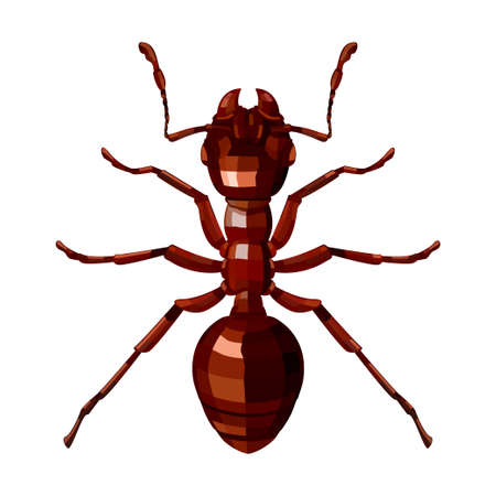 Red ant top view. 3D vector illustration of a domestic insect isolated on a white backgroundのイラスト素材