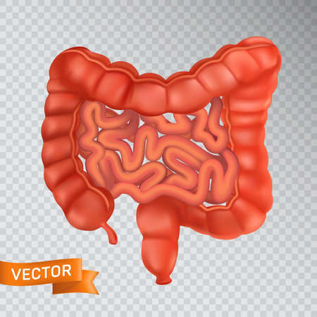 Large and small intestines close-up, front view. Medical concept of a healthy internal organ. 3D vector illustration of a human digestive system structure isolated on a transparent backgroundのイラスト素材