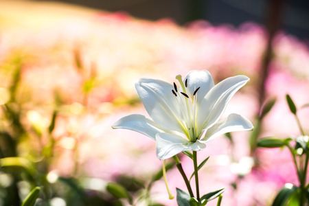 White lily flower in the garden with yellow and pink flowers bokeh in the backgroundの写真素材