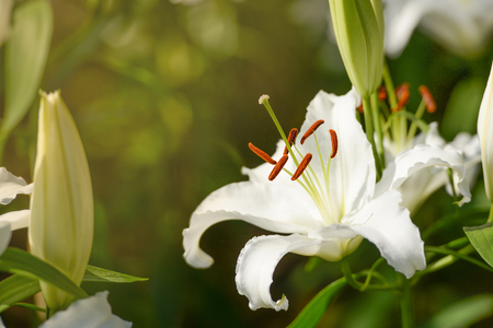 White lily flower with morning sunrise in gardenの写真素材