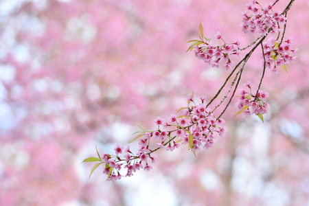Pink beautiful flowers of Wild Himalayan Cherry another name is Sakura of  thailand in winterの写真素材