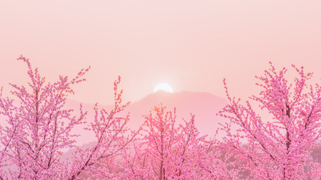 Sakura Cherry Blossom tree before sunset behiind the mountain , japanの写真素材