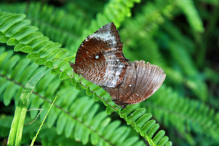 Two Butterflies on blade of grassの写真素材
