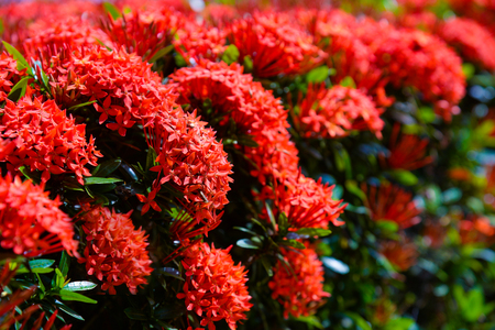 beautiful red ixora flower garden in summerの写真素材
