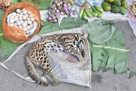 Dead tiger in asia black market that trade wild animal  with money.の写真素材