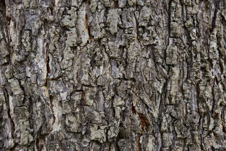 Seamless tree bark background. Brown tileable texture of the old tree.の写真素材