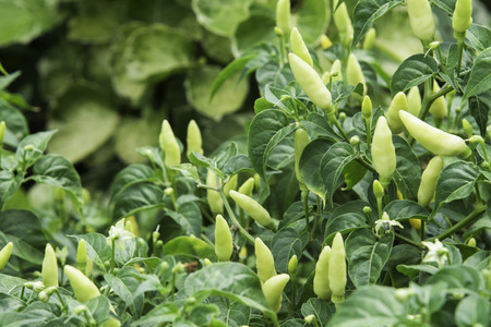 soft focus of organic home-grown fresh chili peppers Spicy chili, plant in the gardenの写真素材