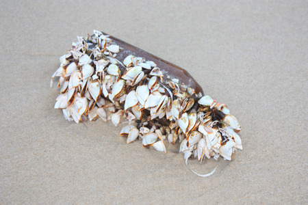 goose barnacles on the glass bottle. cluster of mussels barnacles on a piece of bottle in the sand at sea beachの写真素材