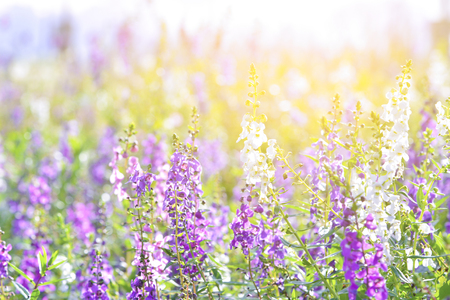 Soft focus on lavender flower, beautiful lavender flower.Sunset over a violet lavender fieldの写真素材