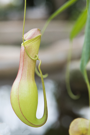 Tropical pitcher plants or monkey cup in the garden.pitcher plansts family is the type of plant that catch insect with there cup shape in tropical forestの写真素材