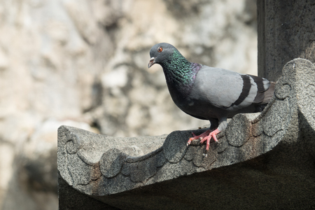 Pigeon grey. Beautiful pigeon close up. City birds. Pigeons of the chainese temple. The bird view.の写真素材