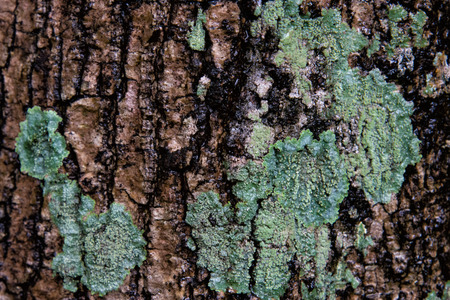 Close up green liken texture surface the tree bark selective focusの写真素材