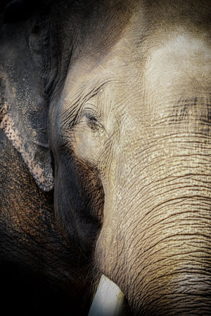 india elephant head.largest and stongest wildlife animal looking at camera.Adult elephant head closed up detail of skin textureの写真素材