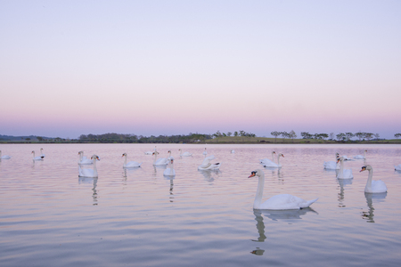 Tranquil scene group of swans swimming in nature lake in morning.swans background with reflection swans are peach and love symbolの写真素材