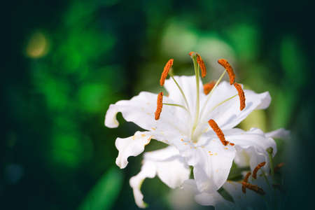 Lily Flowers Blooming In The Garden.の写真素材