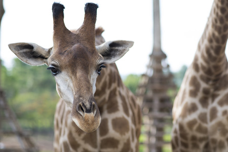 Adult Giraffe feeding in the zoo looking for food from touriteの写真素材