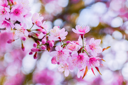 Wild himalayan cherry on tree in Chiang Mai province, Thailand. Thai sakura blooming during winter in Thailandの写真素材